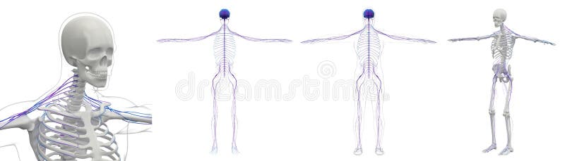 3D rendering medical illustration of the nerve system. 3D rendering medical illustration of the nerve system