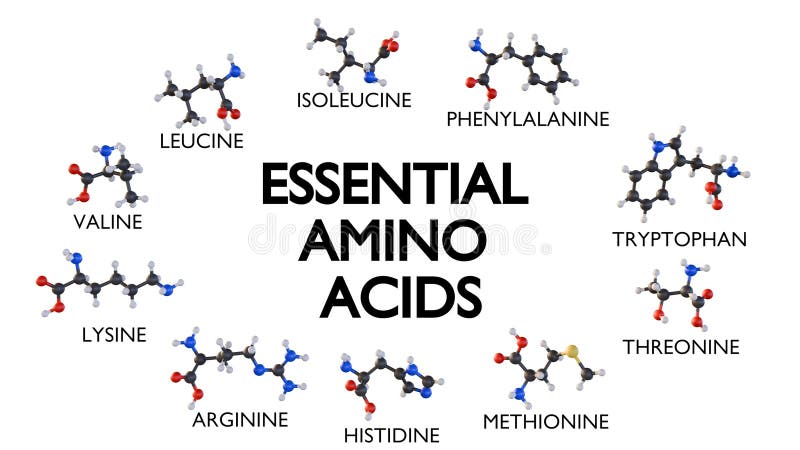A 3d rendering of molecular structures of the ten essential amino acids stock illustration
