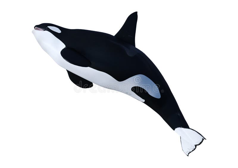 3D Rendering Orca Killer Whale On White Stock Illustration