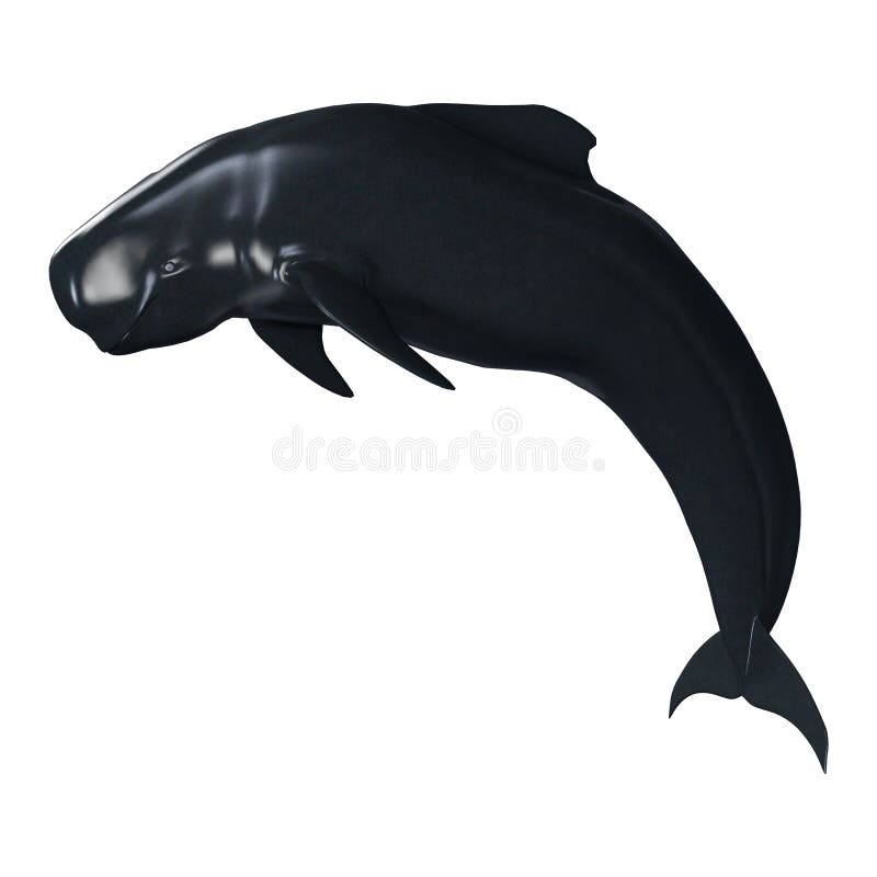 pilot whale drawing