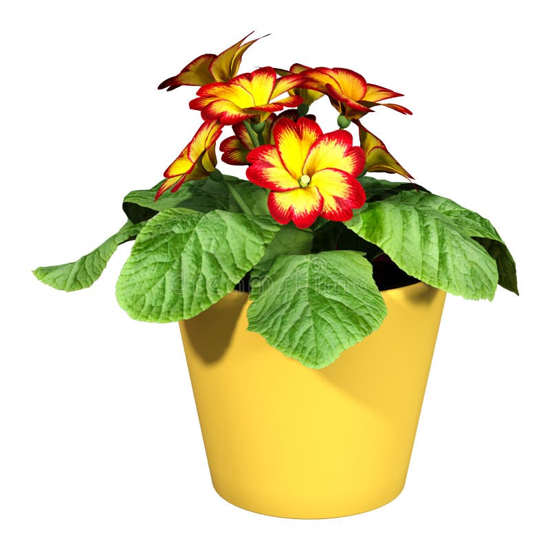 English Primrose Stock Illustrations 62 English Primrose Stock