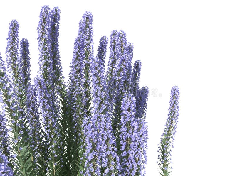 3d rendering of a realistic flower bush from front view isolate royalty free illustration 3d rendering of a realistic flower bush from front view isolate royalty free illustration