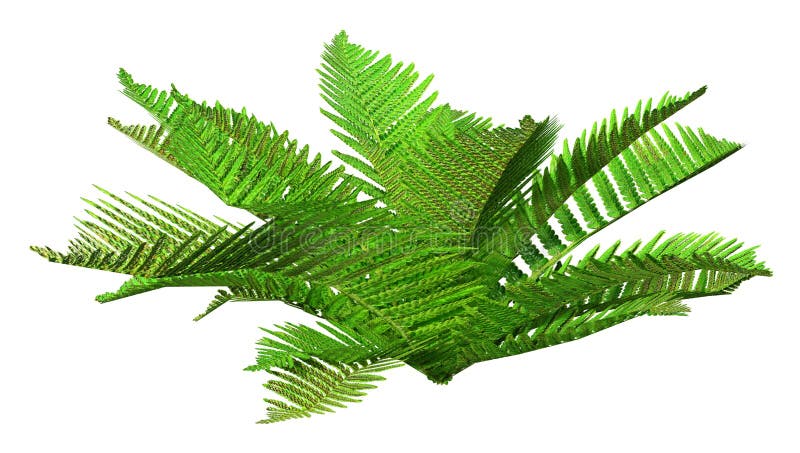 3D Rendering Riant Fern auf Weiß vektor abbildung