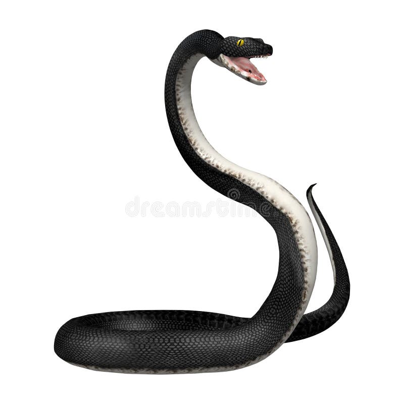 3d Illustration King Cobra The World's Longest Venomous Snake Isolated on  Black Background, King Cobra Snake, 3d Rendering Stock Photo - Alamy