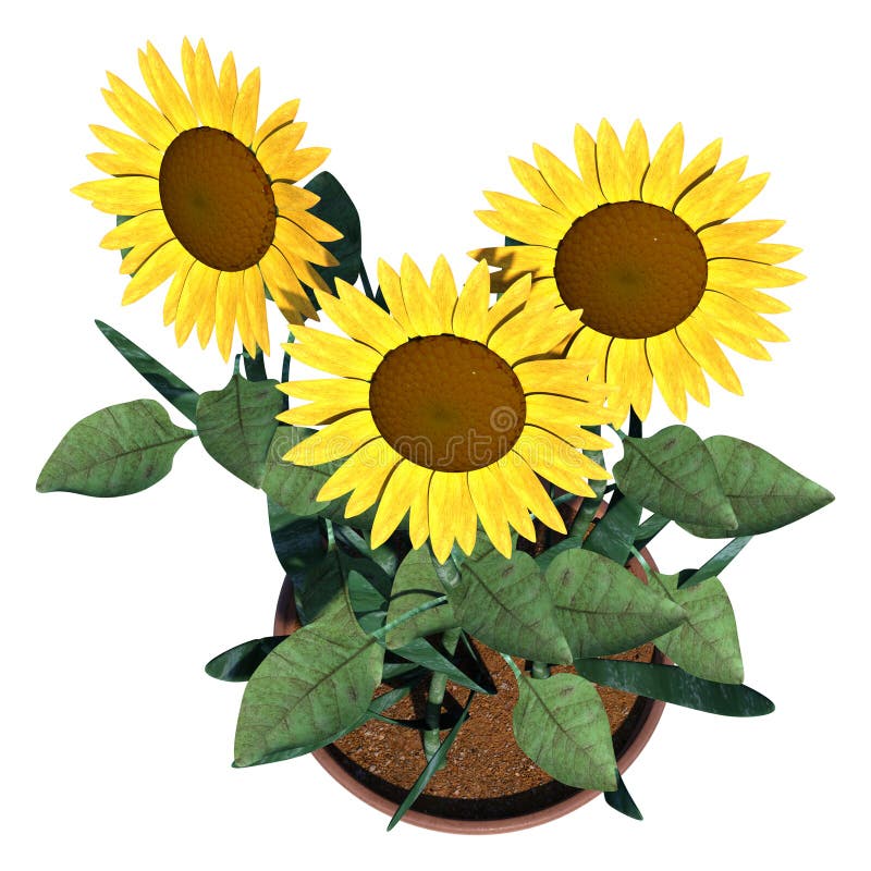 3D Rendering Sunflowers on White vector illustration