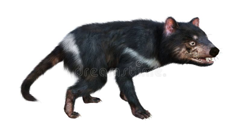 3D Rendering Tasmanian Devil on White Stock Illustration - Illustration