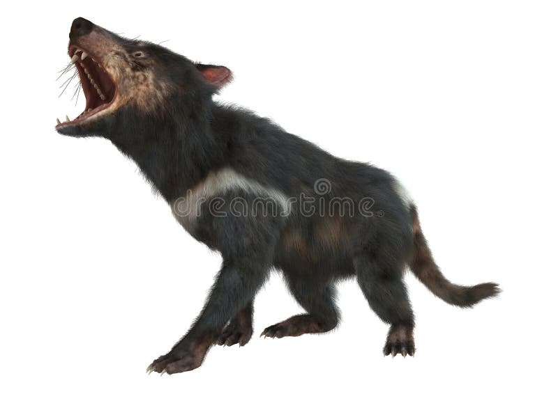 3D Rendering Tasmanian Devil on White Stock Illustration - Illustration