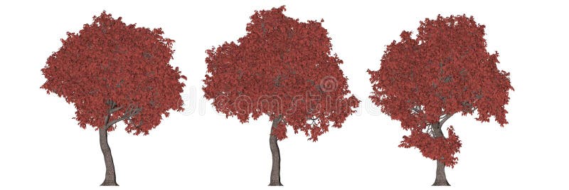 3d rendering of three trees isolated on white stock photography 3d rendering of three trees isolated on white stock photography