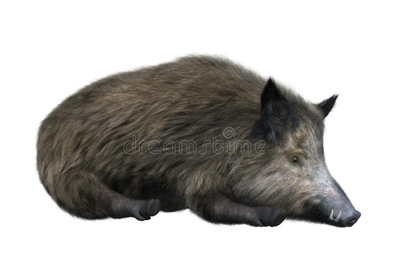 3D Rendering Wild Boar on White royalty free illustration