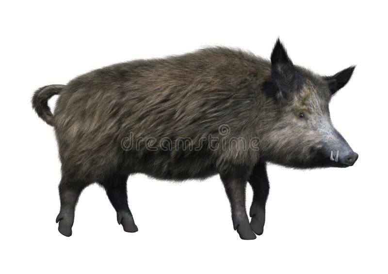 3D Rendering Wild Boar on White stock illustration