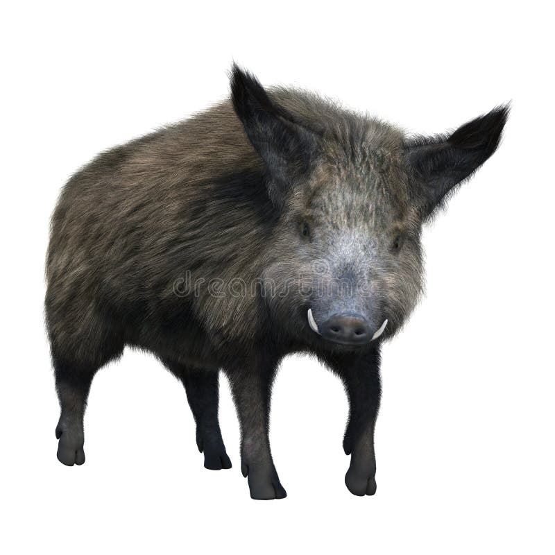 3D Rendering Wild Boar on White stock illustration