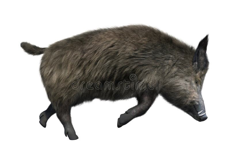 3D Rendering Wild Boar on White vector illustration