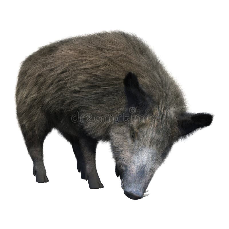 3D Rendering Wild Boar on White royalty free illustration