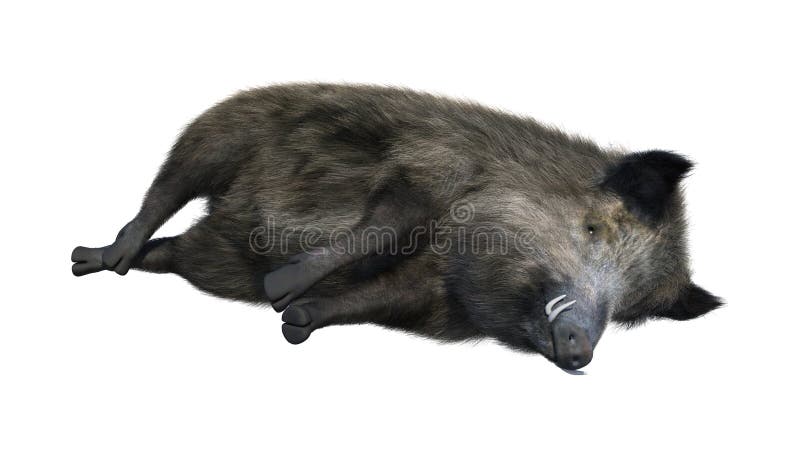 3D Rendering Wild Boar on White stock illustration