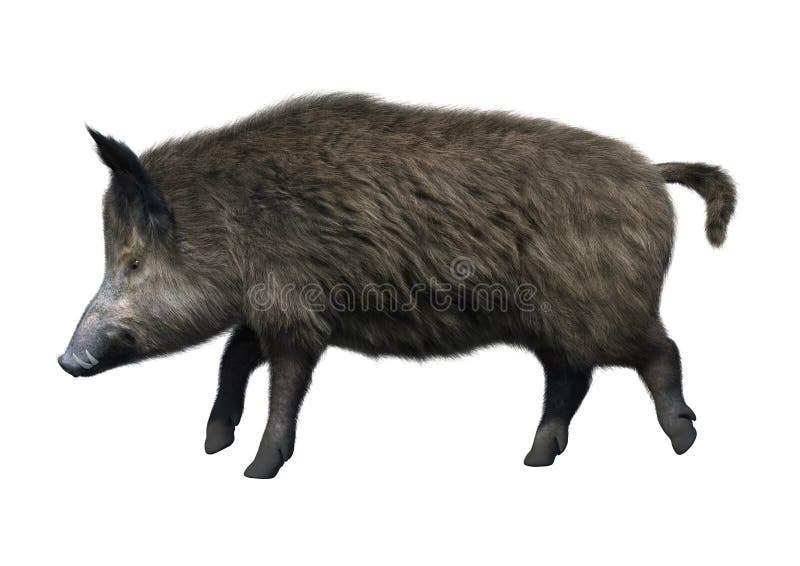 3D Rendering Wild Boar on White stock illustration