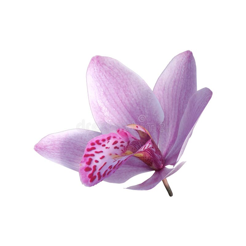 3D Rendering Wild Orchid Flower on White stock illustration