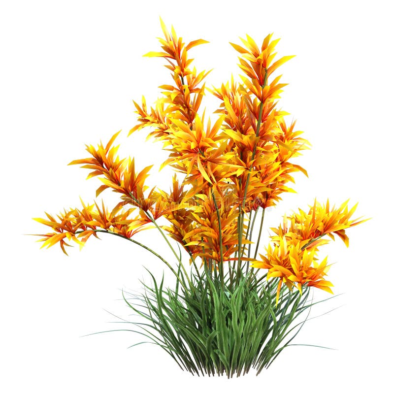 3D Rendering Wild Orchid on White stock illustration