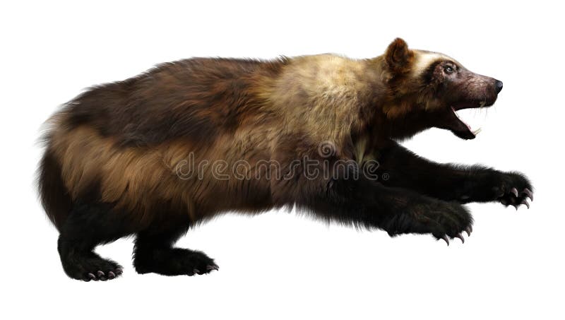 Rendering Wolverine Stock Photos - Free & Royalty-Free Stock Photos from Dreamstime Rendering Wolverine Stock Photos - Free & Royalty-Free Stock Photos from Dreamstime