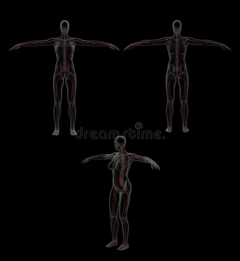 3D renderingu ilustracja układ nerwowy ilustracja wektor 3D renderingu ilustracja układ nerwowy ilustracja wektor