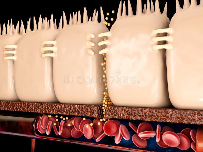 3d renderização do intestino vazado com doença celíaca e sensibilidade ao glúten estas junções estreitas se separam.