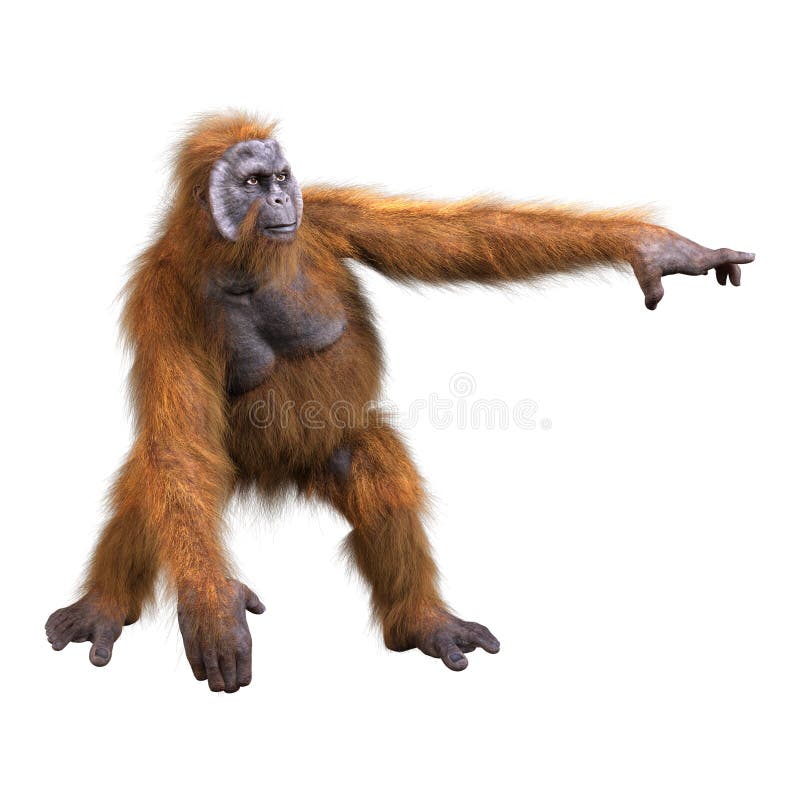 3d renderowanie orangutanu na biało ilustracji