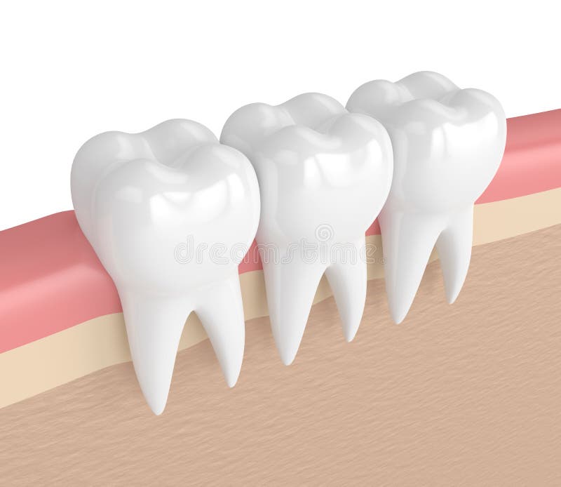 3d render of teeth in gums over white background. 3d render of teeth in gums over white background