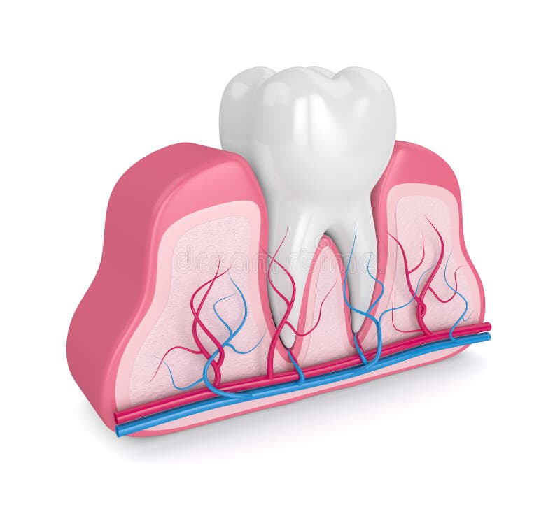 3d render of tooth in gums with nerves and blood vessels over white background. 3d render of tooth in gums with nerves and blood vessels over white background