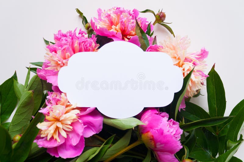 3d sehr schöne dreidimensionale Abbildung, Abbildung Rosa Pfingstrosen auf weißem Hintergrund lizenzfreie stockfotografie 3d sehr schöne dreidimensionale Abbildung, Abbildung Rosa Pfingstrosen auf weißem Hintergrund lizenzfreie stockfotografie