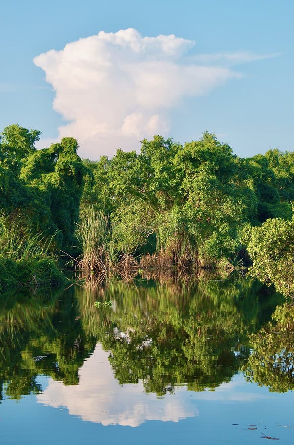 Sri Lanka Kalamatiya Bird Sanctuary Reflection in Water Stock Image