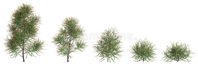 3d απεικόνιση του set breynia vitisidaea bush που απομονώθηκε σε λευκό φόντο. 3d απεικόνιση του set breynia vitisidaea bush που απομονώθηκε στο white bacground premium