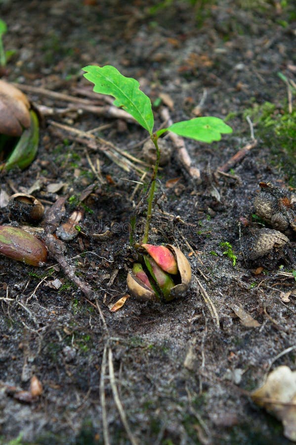 Da bolota que pequena os carvalhos poderosos crescem, brotam em uma floresta foto de stock Da bolota que pequena os carvalhos poderosos crescem, brotam em uma floresta foto de stock