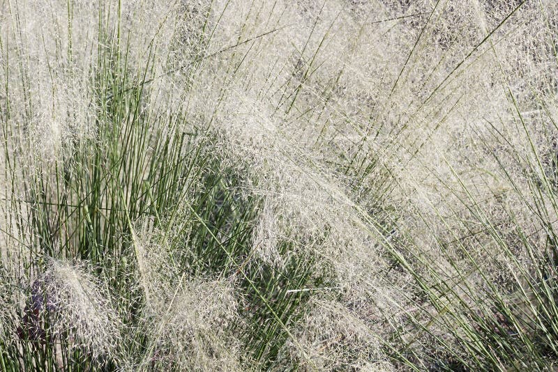 Grama-pluma-branca imagens de stock royalty free