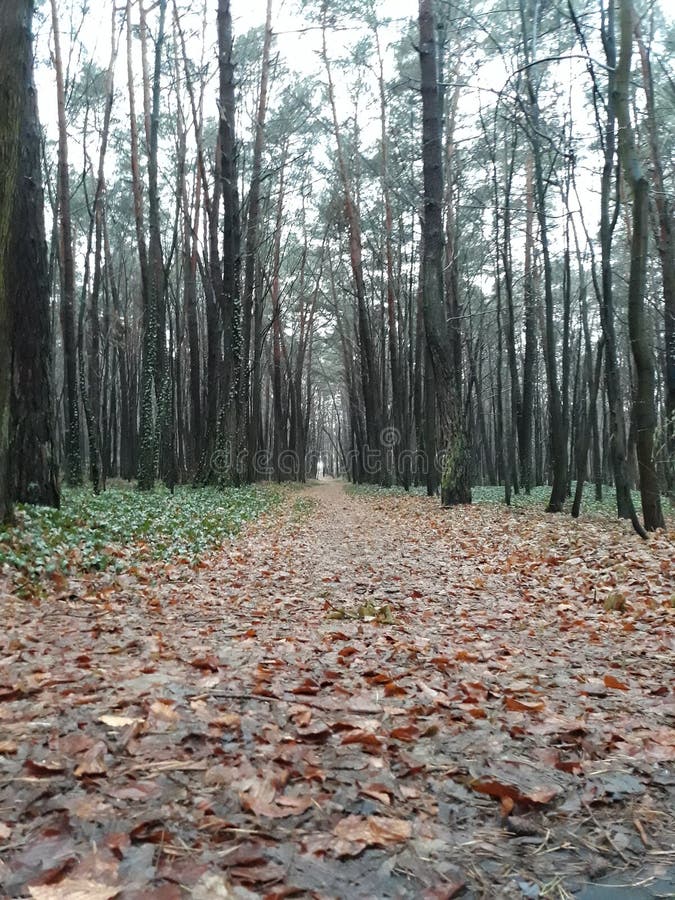 Da qualche parte in Polonia, il parco è una stagione di autunno fotografia stock libera da diritti Da qualche parte in Polonia, il parco è una stagione di autunno fotografia stock libera da diritti