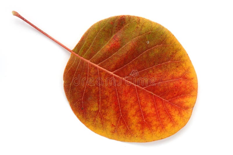 Da una serie: foglio di autunno? fotografie stock libere da diritti Da una serie: foglio di autunno? fotografie stock libere da diritti