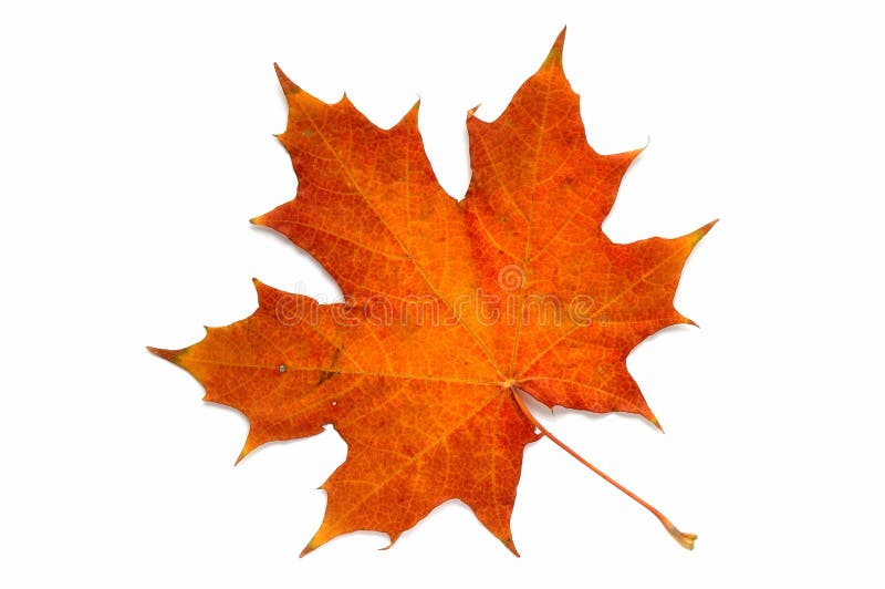 Da una serie: foglio di autunno? immagini stock