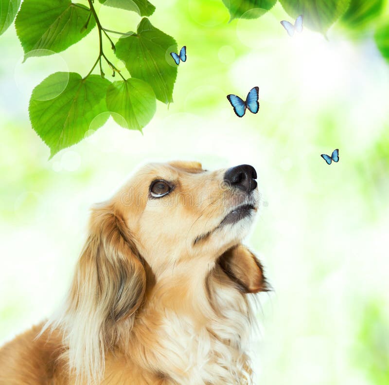 Dachshound con le farfalle blu fotografia stock Dachshound con le farfalle blu fotografia stock