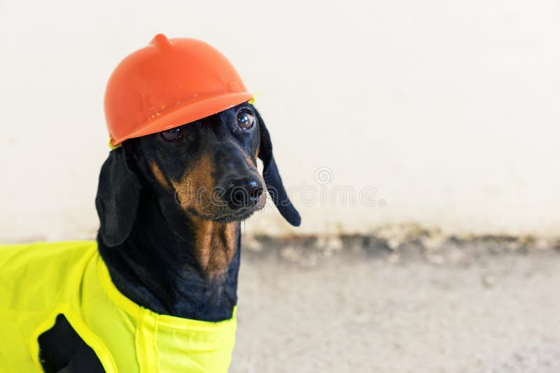 ????????? ??????? dachshund ?? ??? ?????