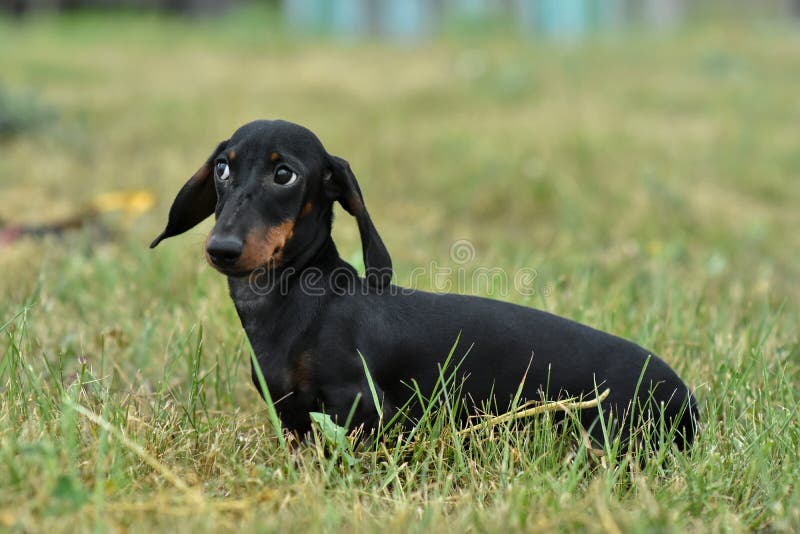Πορτρέτο ενός μαύρου μαυρίσματος σκυλιών dachshund στη χλόη στοκ φωτογραφία με δικαίωμα ελεύθερης χρήσης Πορτρέτο ενός μαύρου μαυρίσματος σκυλιών dachshund στη χλόη στοκ φωτογραφία με δικαίωμα ελεύθερης χρήσης