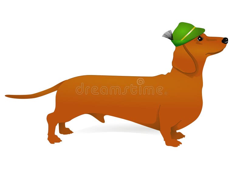 Dachshund