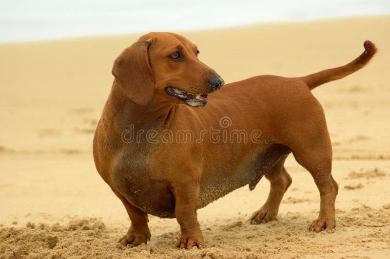 dachshund στοκ εικόνες με δικαίωμα ελεύθερης χρήσης dachshund στοκ εικόνες με δικαίωμα ελεύθερης χρήσης