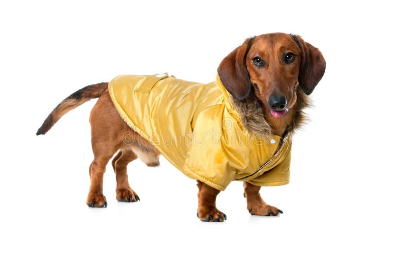 Dachshund in Fashionable Clothes Stock Photo Image of young, funny 21827448