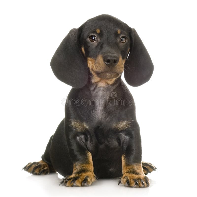 Dachshund fotografie stock Dachshund fotografie stock