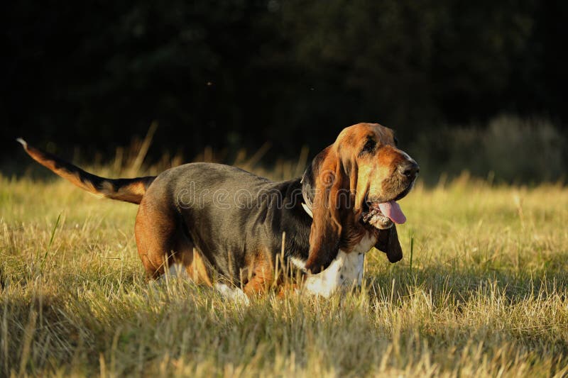 Tired and thirsty basset in summer. Tired and thirsty basset in summer