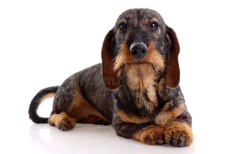 Dachshund