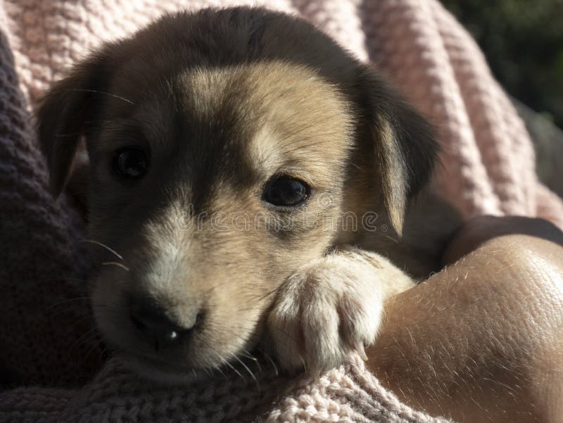 Dachshund, adolescente e seu bicho de estimação fotografia de stock royalty free