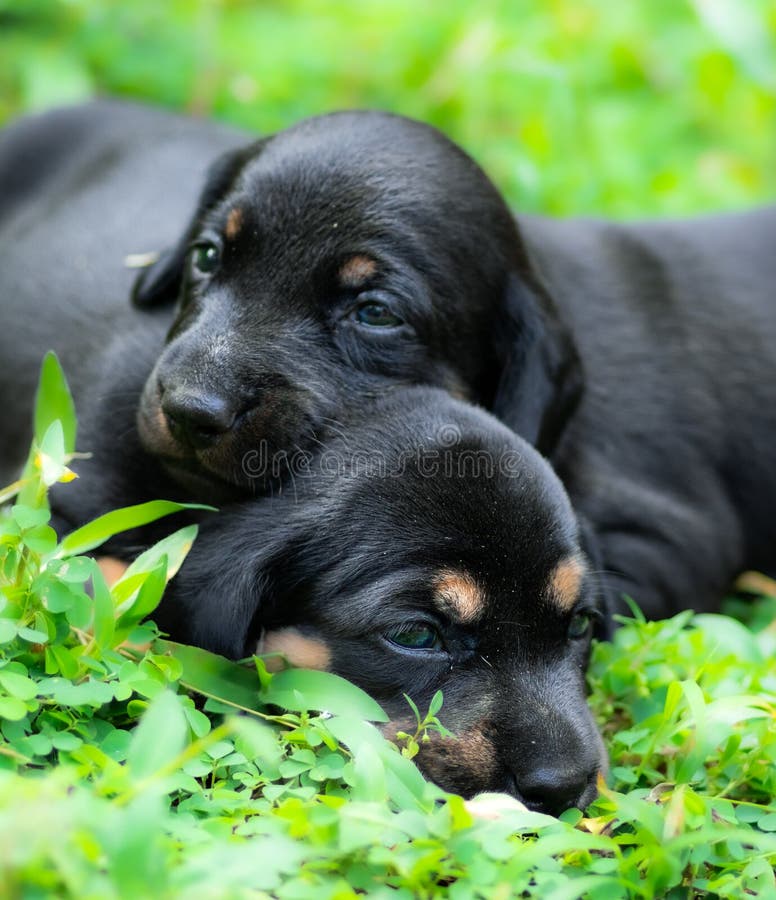 Dachshund baby pups on the green grass field close up, newborn puppies playing together