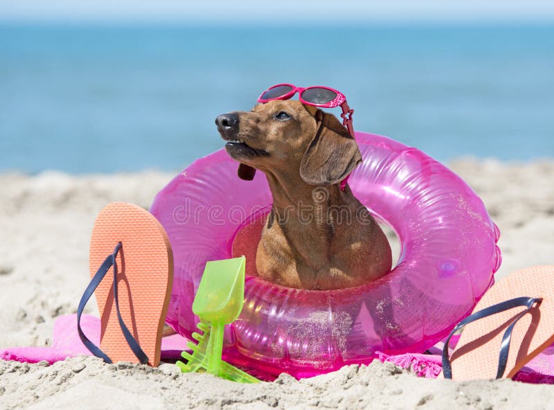 Dachshund on the beach stock photo. Image of ring, beach 73211324