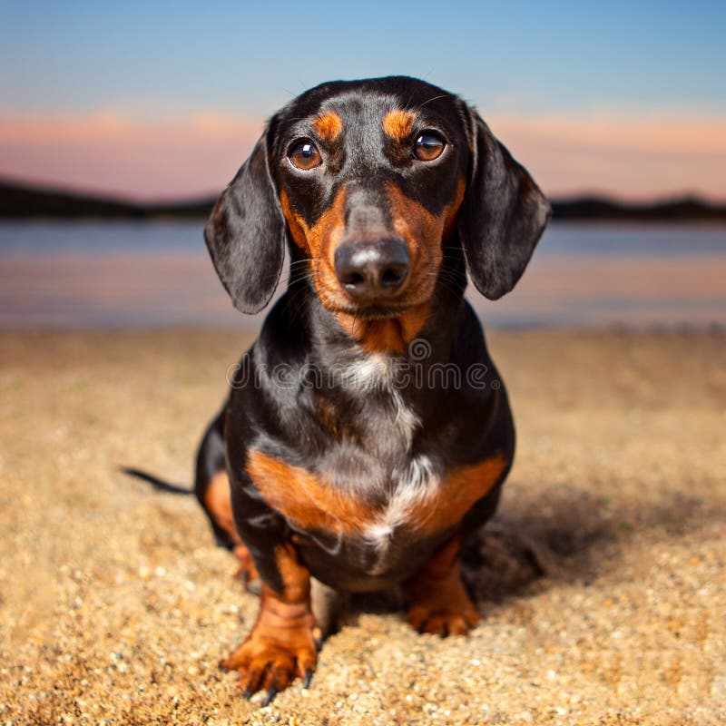Dachshund on the Beach at Sunset Stock Image Image of casual, beach