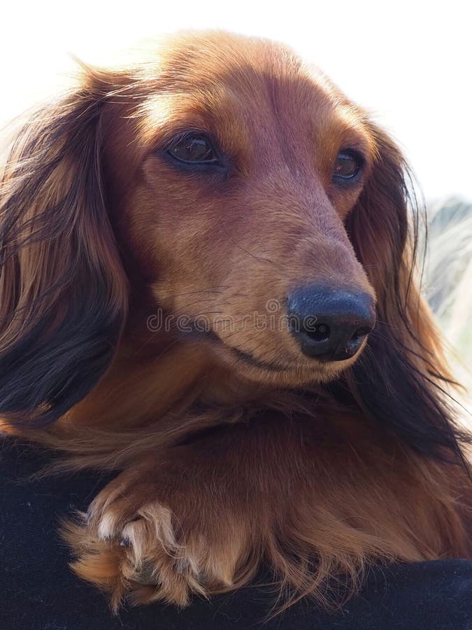 Dachshund stock image. Image of hair, hound, dachshunds 146447803