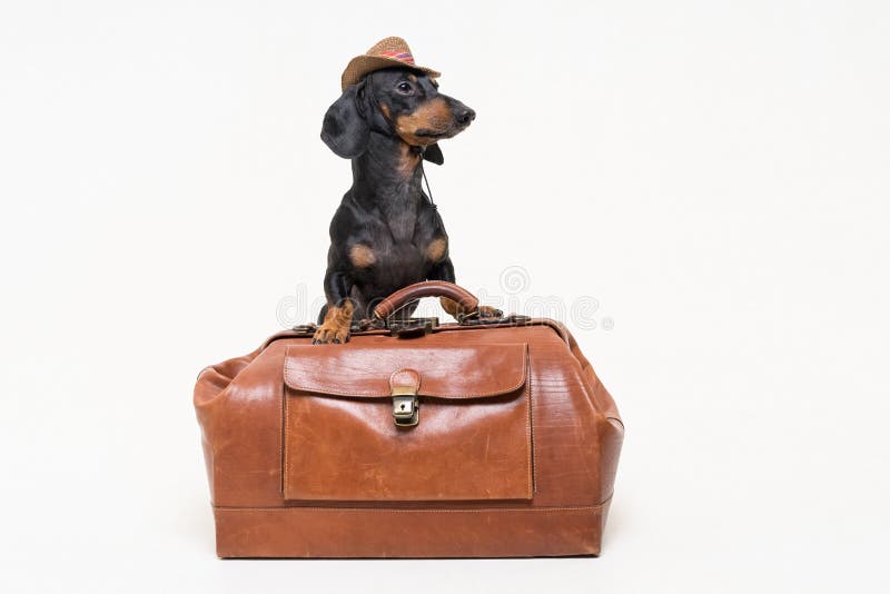 Dachshund breed dog, black and tan, in cowboy hat stands on vintage suitcase, is isolated on gray background royalty free stock photos Dachshund breed dog, black and tan, in cowboy hat stands on vintage suitcase, is isolated on gray background royalty free stock photos